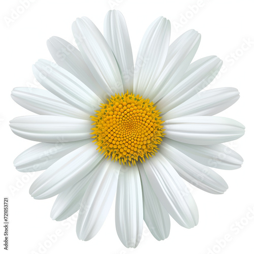 Graphic Illustration of a White Daisy Flower  © Toey Meaong