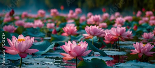Many Pink Lotuses Blooming on the Serene Lake