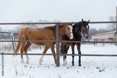 horses winter snow nature brown cold animal farm white beauty mammal season outdoors frost pasture field forest landscap