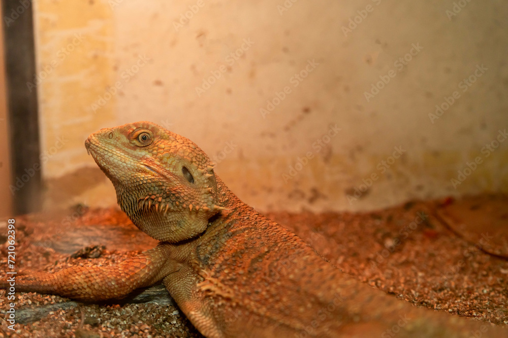 Obraz premium reptile animal lizard wildlife nature wild closeup dragon skin eye tropical zoo reptilian pet yellow brown iguana macro 
