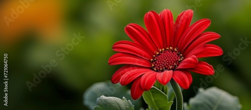 Breathtaking Beauty: The Captivating Red Flower That Calls for Honeybees, Red Flower That Calls for Honeybees, Red Flower That Calls for Honeybees