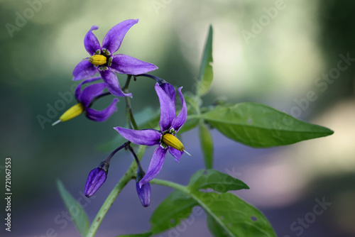 Фотография Bittersweet, Solanum dulcamara, known also as Bitter nightshade, Bittersweet nig