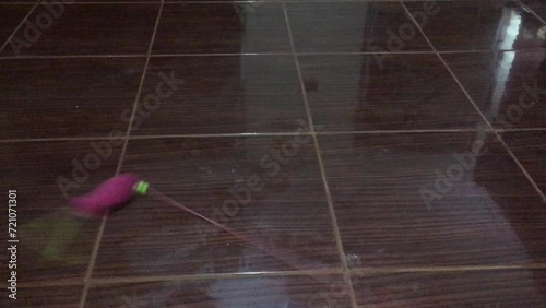 Cat playing with toys, white, black, brown cat in the living room