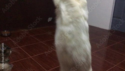 Cat playing with toys, white, black, brown cat in the living room