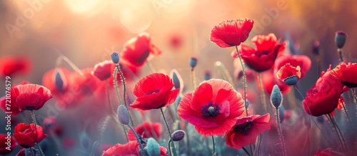 Captivating Beauty: Beautiful Red Poppies Enchant the Spring Day with their Exquisite Charm
