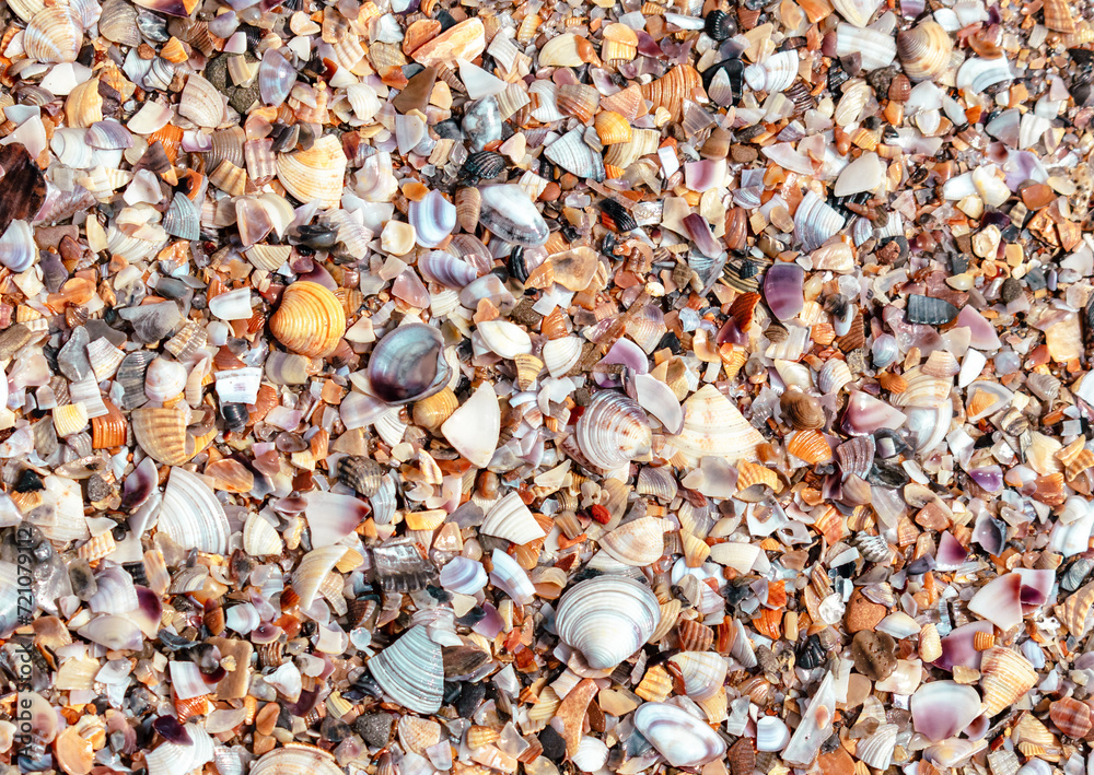 Seashells on the seashore close-up. Background Seashells on the seashore close-up. Background