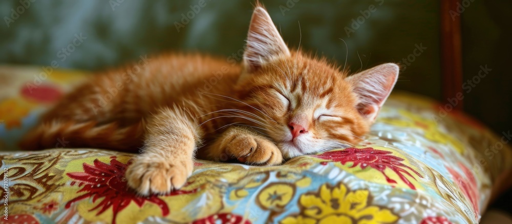 Sleeping red kitten on the pillow