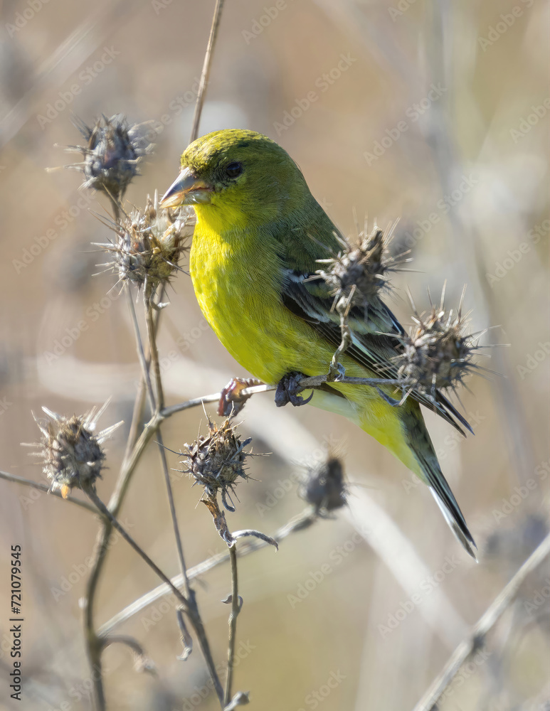 Obraz premium Lesser Goldfinch female or immature male eating seeds from thistle. Palo Alto Baylands, California, USA.