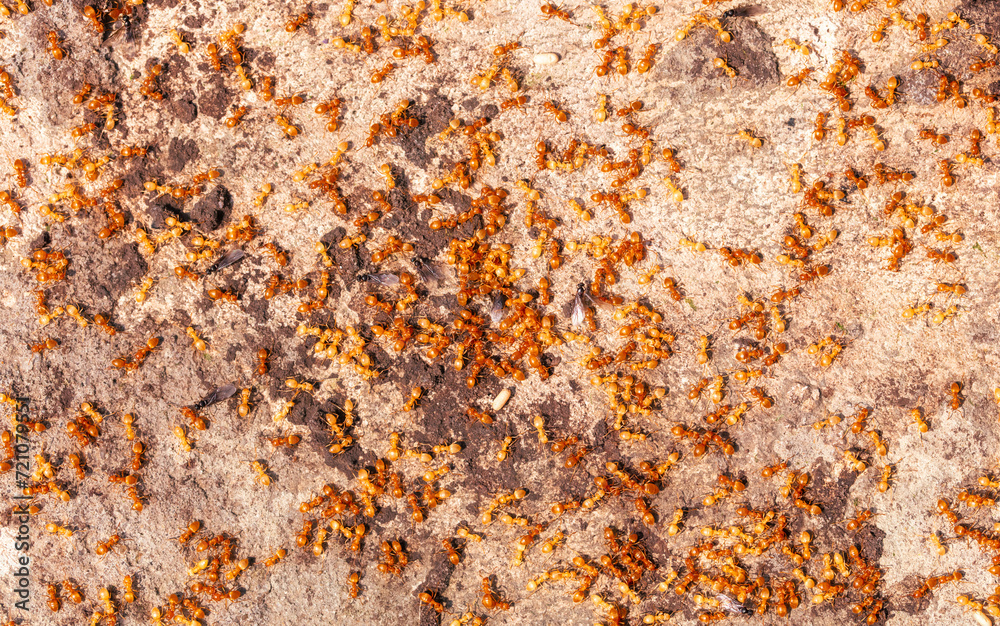 Yellow ants on the ground. Close-up Yellow ants on the ground. Close-up