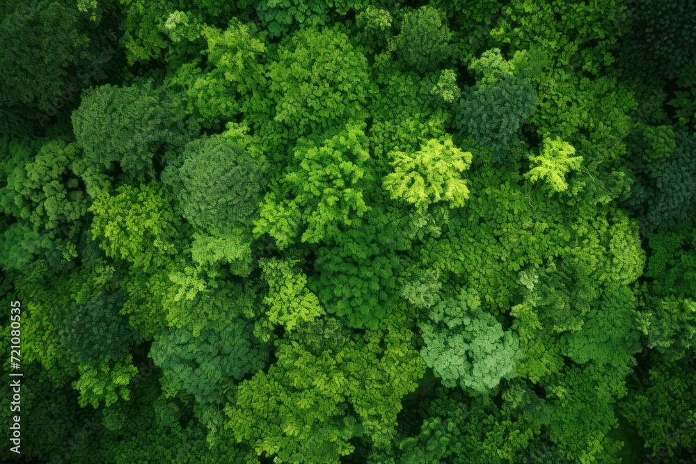 Diversity of Green Forest: Overhead View AI Generated