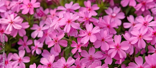 Pink creeping phlox  Zwergenteppich  with pink flowers and red eye blooms in spring  forming a dense mat in a sunny garden.