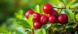 Red Ripe Cranberry Against Back Ground: Vibrant Red Ripe Cranberry Stands Out Against the Lush Green Back Ground