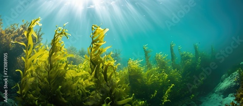 Macrocystis pyrifera, a fast-growing species of marine algae, forms important underwater habitats in the California coast. photo