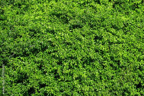 Green leaves background. vibrant array of green leaves seen from above, creating lush and natural pattern. image captures beauty and diversity of foliage in harmonious composition