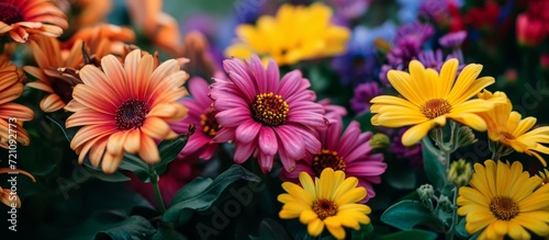 Stunning Closeup View of Beautiful Garden Flowers