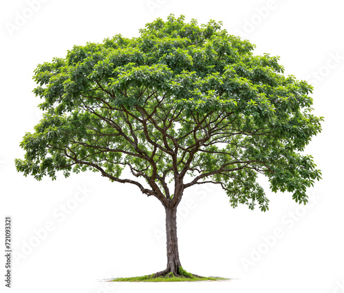 big tree PNG file removed original background