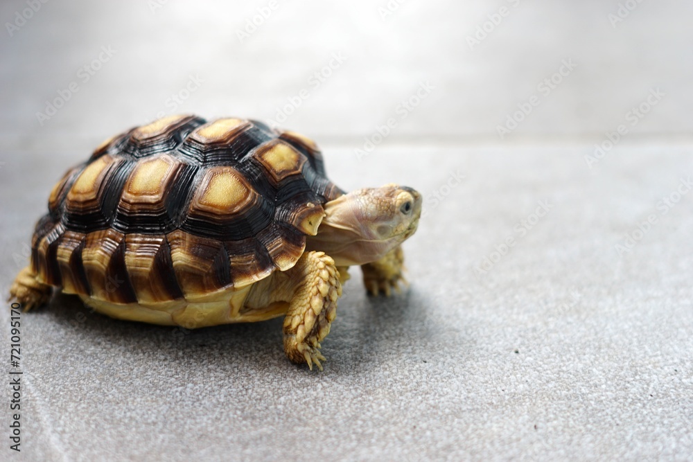 Sulcata also named African spurred tortoise, Centrochelys sulcata. Pardalis Babcocki Leopard Tortoise. Sulcata also named African spurred tortoise, Centrochelys sulcata. Pardalis Babcocki Leopard Tortoise.