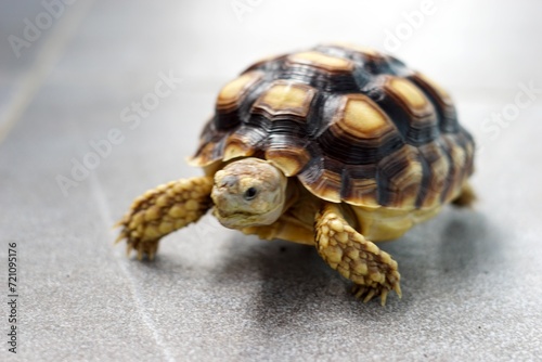 Sulcata also named African spurred tortoise, Centrochelys sulcata. Pardalis Babcocki Leopard Tortoise.