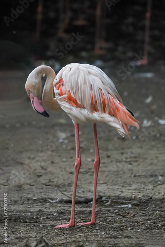 The flamingo is stand up in nature garden