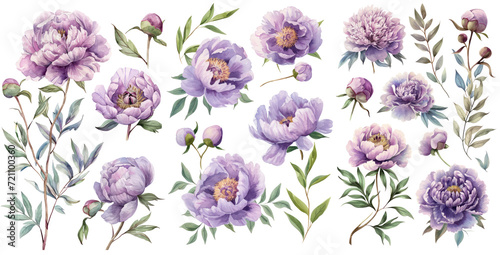 Fototapeta Naklejka Na Ścianę i Meble -  Set of watercolor Sweet Violet peonies illustration PNG element cut out transparent isolated on white background ,PNG file ,artwork graphic design.