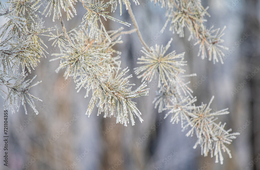 Tree branches covered with white frost against a blue sky. Tree branches covered with white frost against a blue sky.