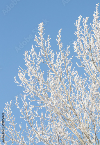 Tree branches covered with white frost against a blue sky. © Prikhodko