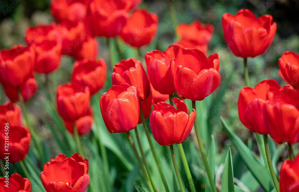 Flowers tulips in green grass, spring nature. Flowers tulips in green grass, spring nature.