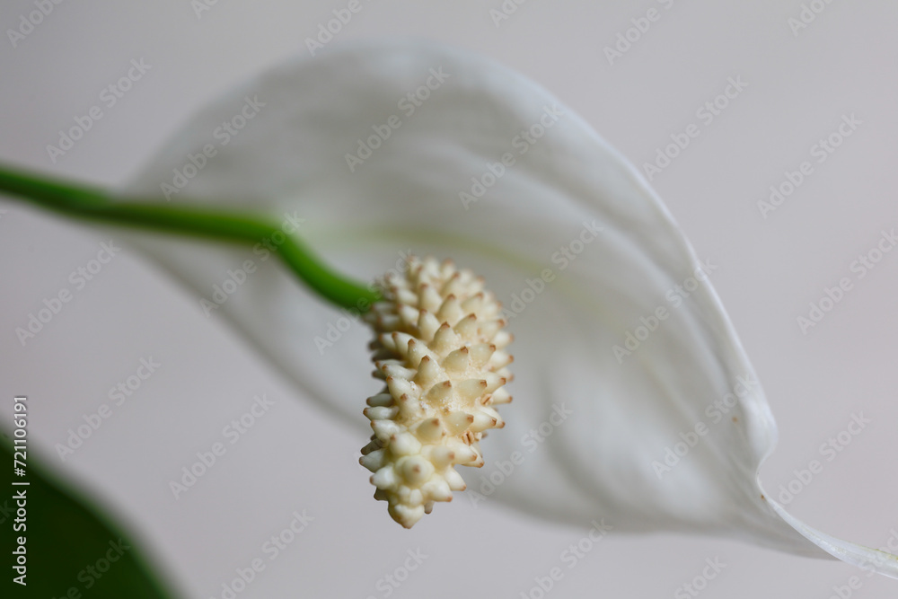Naklejka premium white lily flower