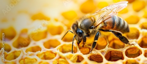 Bee Takes Care of Honeycomb: An Unforgettable Display of Bee's Dedication to Caring for Its Honeycomb