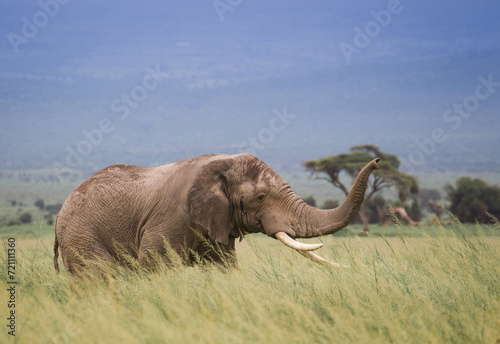 Wielkie słonie na afrykańskiej sawannie w Amboseli Kenia photo