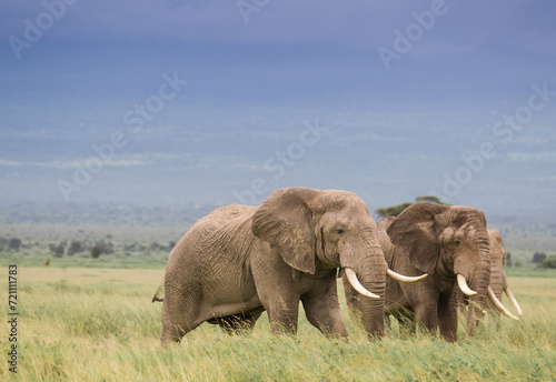 Wielkie s  onie na afryka  skiej sawannie w Amboseli Kenia