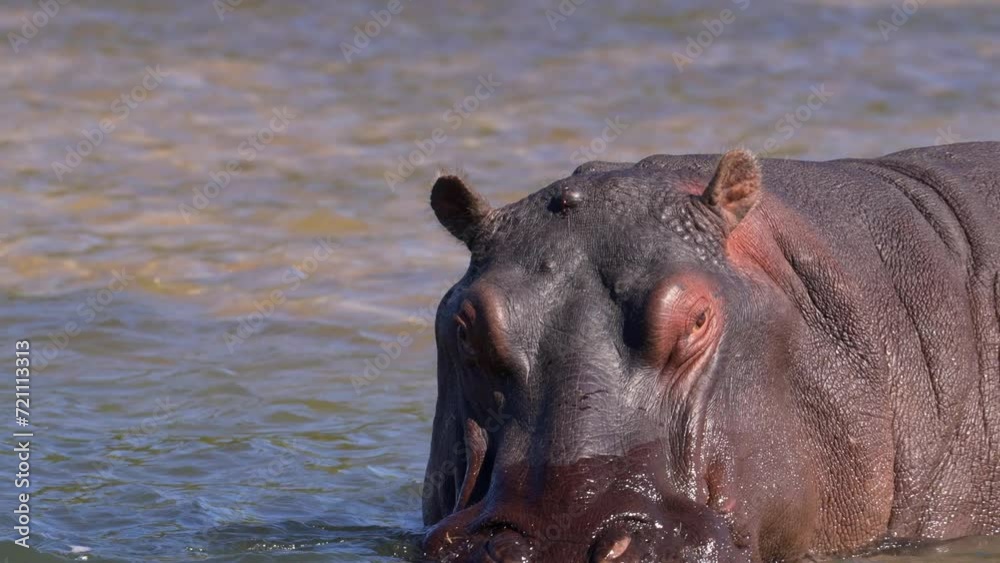 Closeup of a hippo in the water Closeup of a hippo in the water