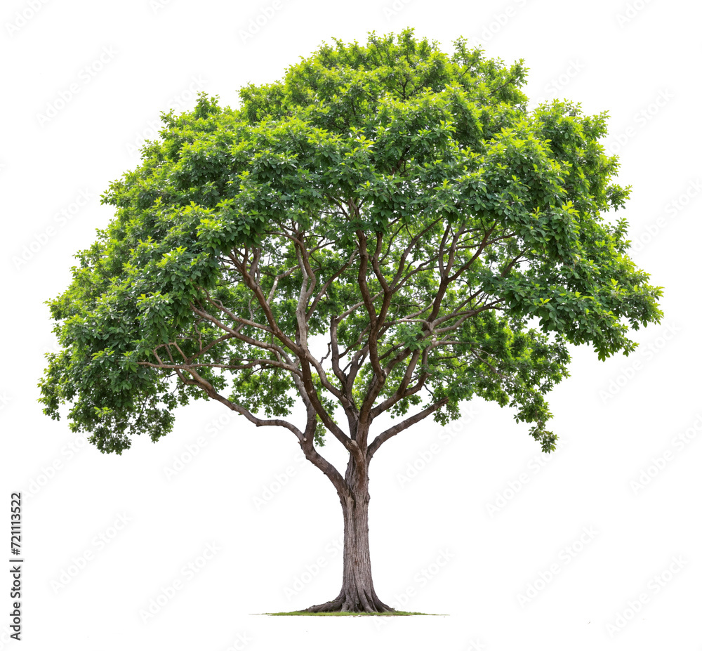 big tree PNG file removed original background big tree PNG file removed original background