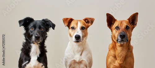 Three Dogs Sit, Sit, Sit A Trio of Canines Exemplify Perfect Sitting and Downward Posture photo