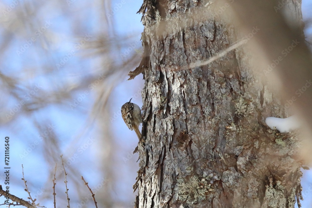 Obraz premium キバシリ