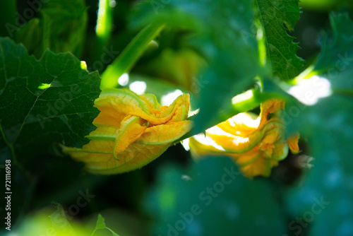 courgette flowers still attached to the plant ready to be harvested