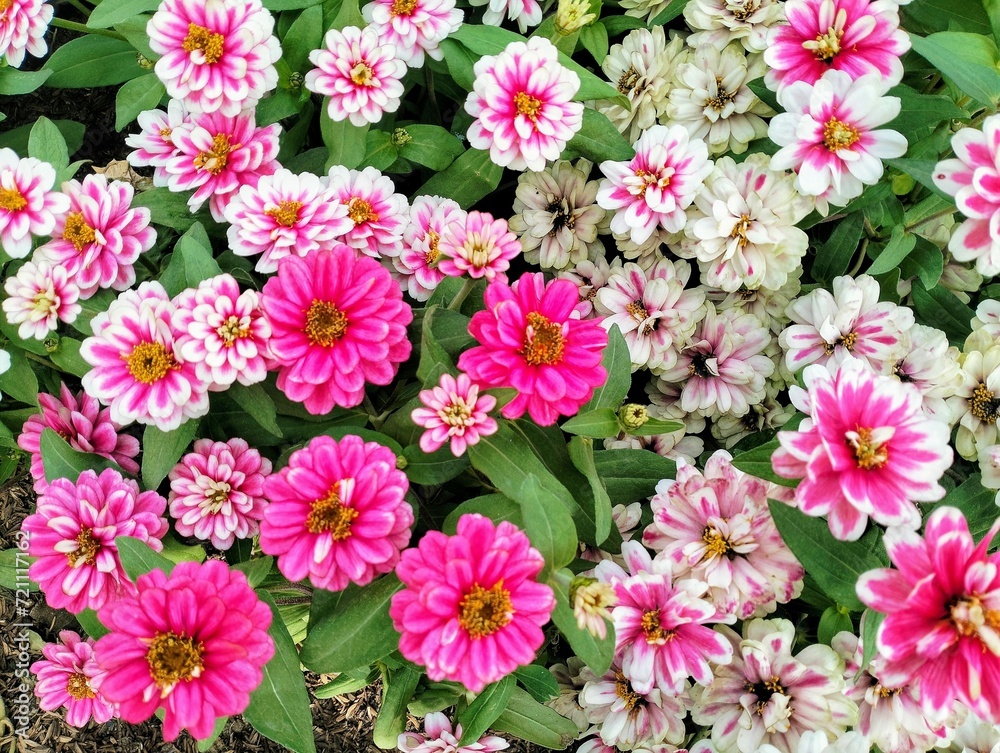 In the picture, dark pink zinnias are blooming in a flower bed. The colors are very beautiful. The petals are hard and stacked in many layers, making the flowers bloom for many days. In the picture, dark pink zinnias are blooming in a flower bed. The colors are very beautiful. The petals are hard and stacked in many layers, making the flowers bloom for many days.