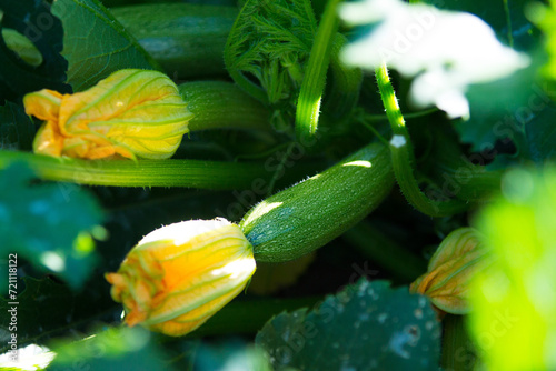 courgette flowers still attached to the plant ready to be harvested