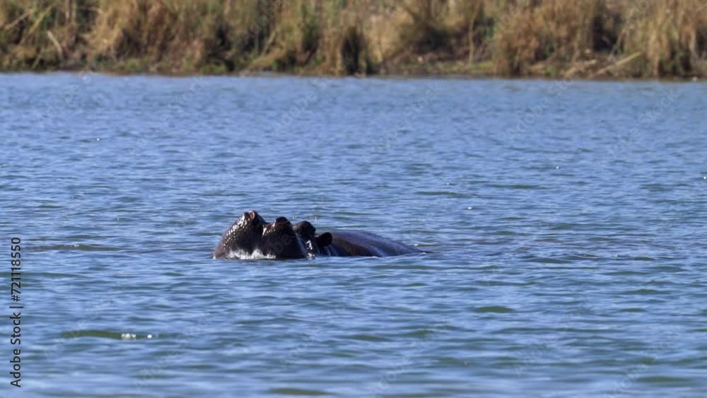 Hippo in a river opening its mouth Hippo in a river opening its mouth