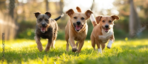 Three Smiling Dogs Playing Joyously Outside