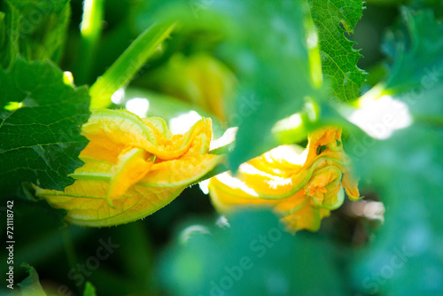 courgette flowers still attached to the plant ready to be harvested