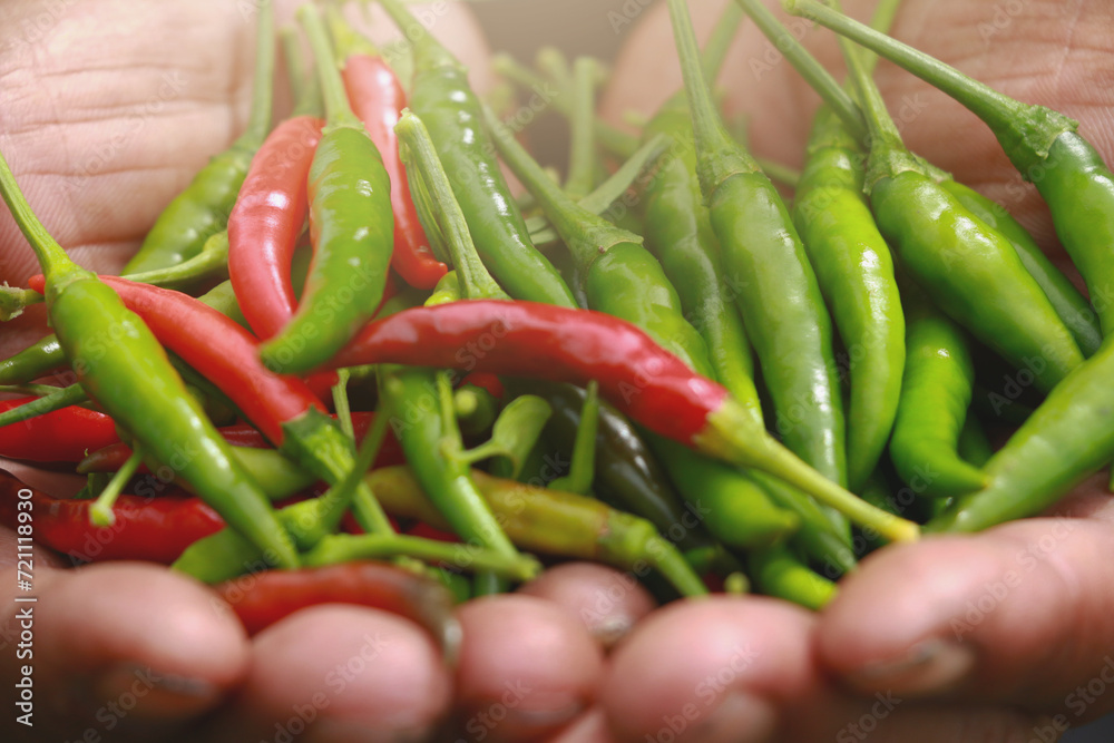 person holding a bag of pepper red and green