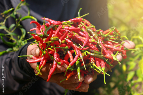 person holding a bag of pepper red and green