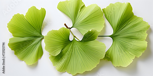 green ginkgo leaves isolated on white background