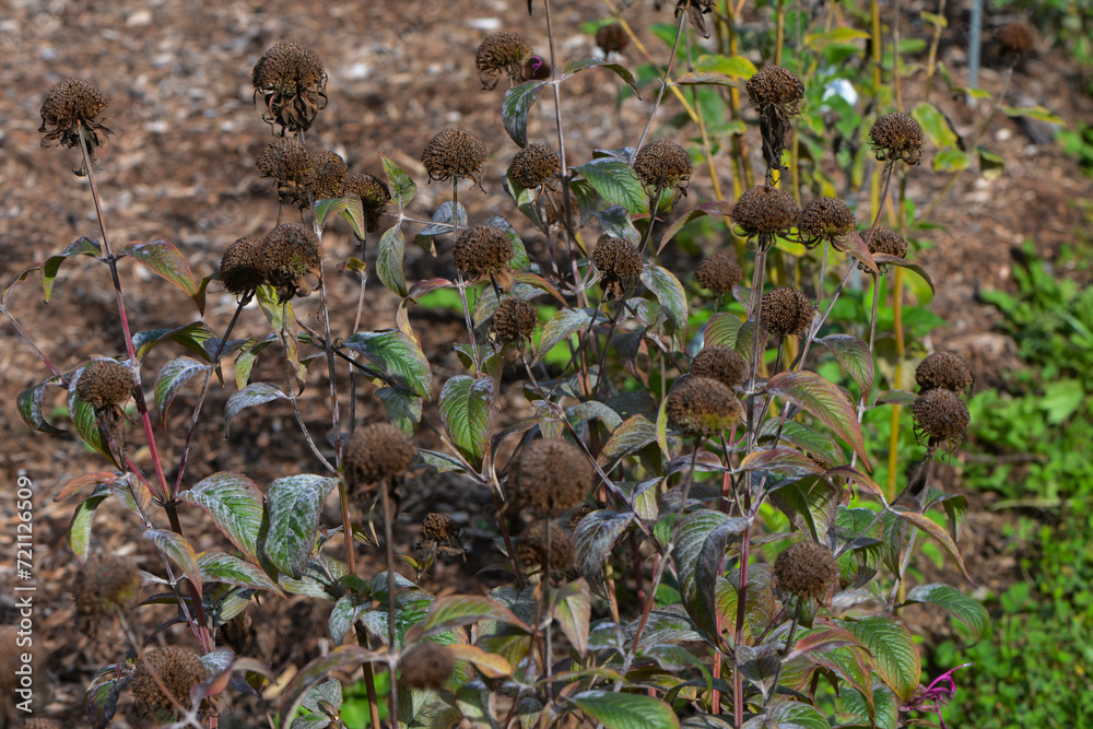 Echter Mehltau, Erysiphe spp. an Indianernessel, Monarda Echter Mehltau, Erysiphe spp. an Indianernessel, Monarda
