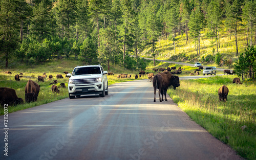 Fototapeta Naklejka Na Ścianę i Meble -  Custer State Park, South Dakota, USA - Cars driving though the herd of bisons