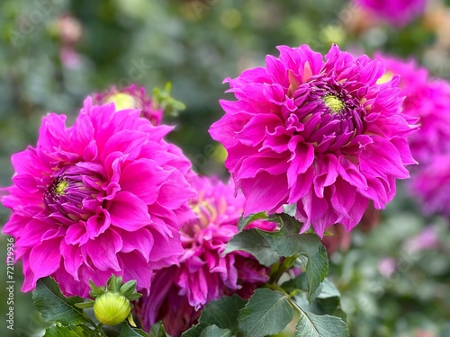 Beautiful pink dahlia flowers in the garden.