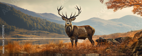 Majestic red deer in moutains. panorama photo. copy space for tex.