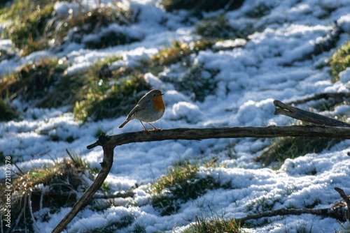 robin bird on branch in nature reserve