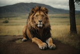 Lion, male, african savanna